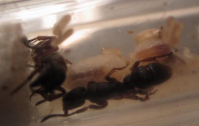Pachycondyla Nest.Brut 1.jpg