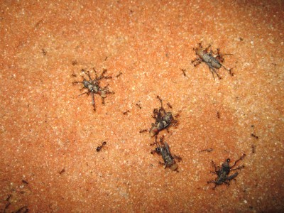 Hier noch die kürzlich entdeckte Futterquelle. Flügel noch nicht getrocknet, leichte Beute. / IMG_0611.JPG IMG_0611.JPG