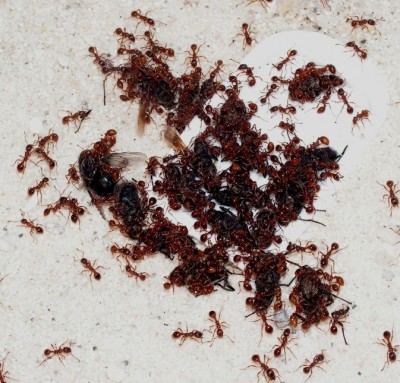 Myrmica_rubra_Schlemmerfest.jpg