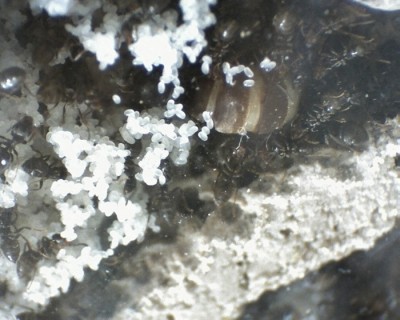 29 11.06.2011 f Eierhaufen 1.jpg