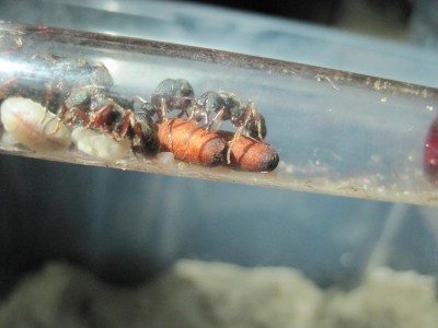 pachy 2 puppen 2.jpg