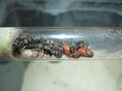 pachy 2 puppen 3.jpg