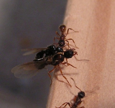 Myrmica_rubra_Paarungsversuche_03.jpg