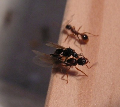 Myrmica_rubra_Paarungsversuche_01.jpg