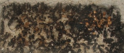 41 22.06.2011 b Nesteinblicke 2.JPG