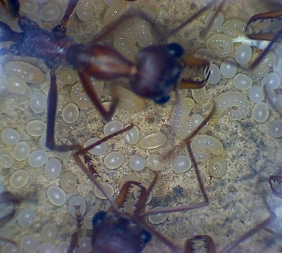 Myrmecia B1.jpg