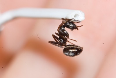 ant-1.jpg