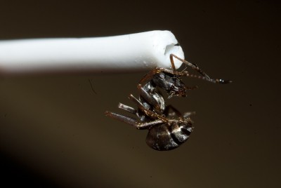 ant-1-(2).jpg