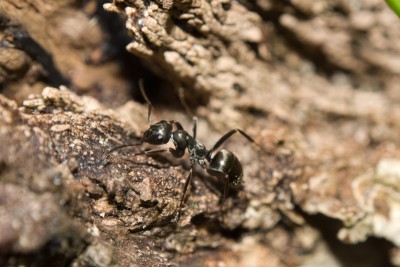 ant-1-(3).jpg