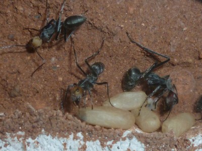 Camponotus singularis 1x.jpg