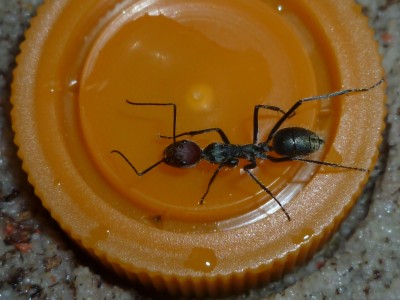 Camponotus singularis 2x.jpg