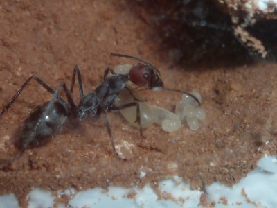 Camponotus singularis 3x.jpg