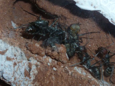 Camponotus singularis 4x.jpg