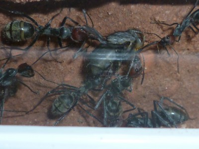 Camponotus singularis 5x.jpg