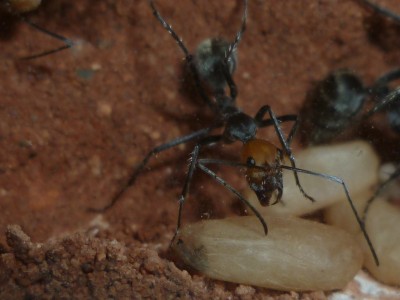 Camponotus singularis 6x.jpg