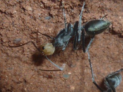 Camponotus singularis 7x.jpg