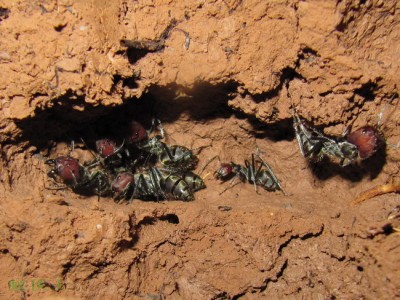 Camponotus singularis nest.jpg