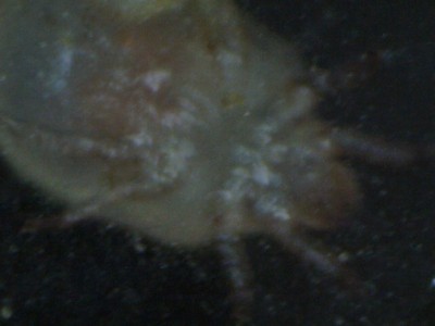 Mite_400x.jpg
