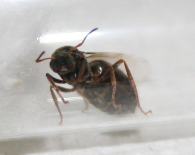 Gyne gefunden01 Ausschnitt.png