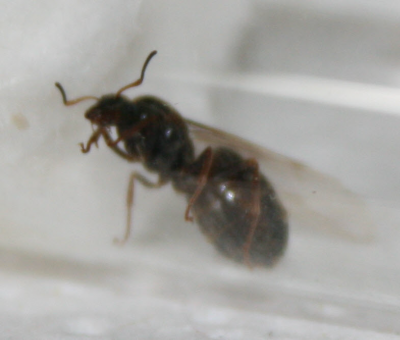 Gyne gefunden02 Ausschnitt.png