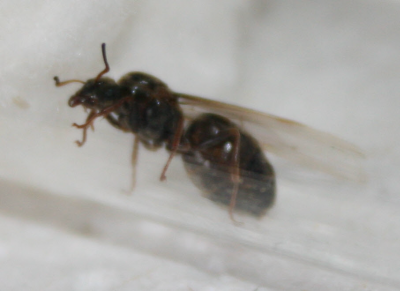 Gyne gefunden03 Ausschnitt.png