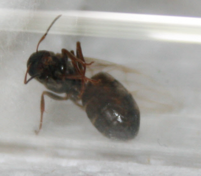 Gyne gefunden04 Ausschnitt.png