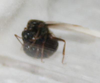 Gyne gefunden05 Ausschnitt.png