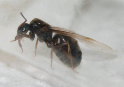 Gyne gefunden06 Ausschnitt.png