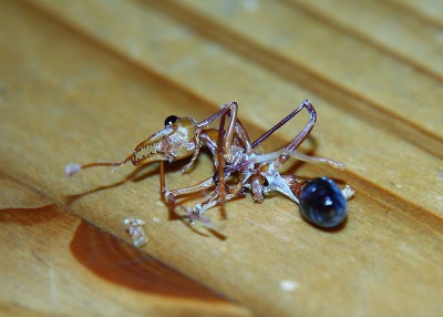 Myrmecia 11.jpg