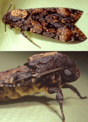 Acherontia kombi web.jpg