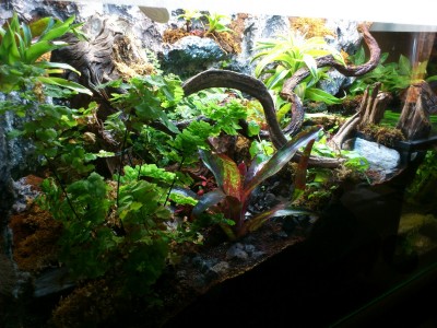 Nest und Pflanzen linke Seite.jpg