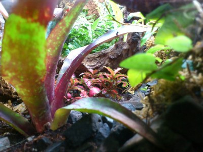 Roter Bodendecker.jpg