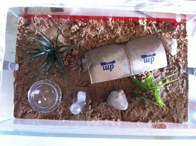 29.08.11 Kolonie B.JPG