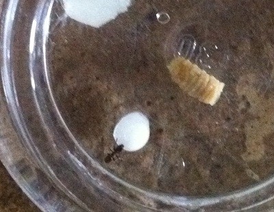 29.08.11 Futtern Kolo B.jpg