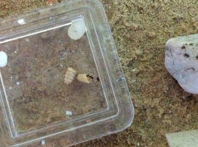 29.08.11 Futtern Kolo A.jpg