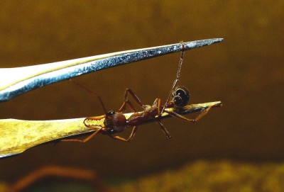 Myrmecia 1.jpg