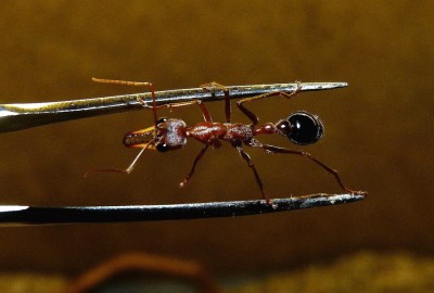 Myrmecia 3.jpg