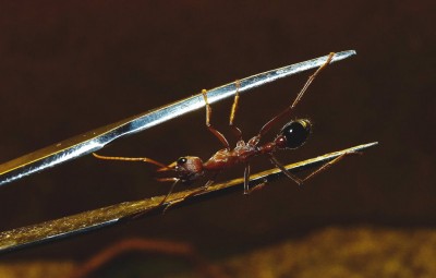Myrmecia 4.jpg