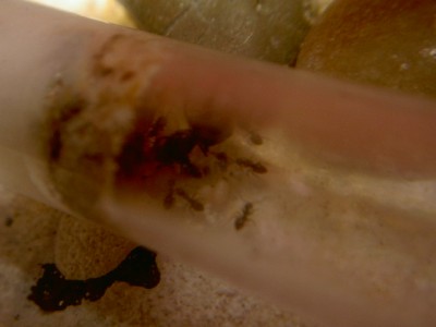 Ameise verklebt 2.jpg