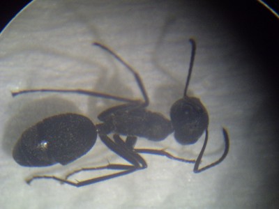 PICT0167 (resized).jpg