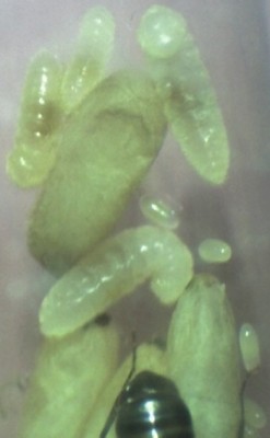 16 11.06.2011 a Nesteinblicke 1.jpg