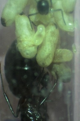 16 11.06.2011 c Nesteinblicke 3.jpg