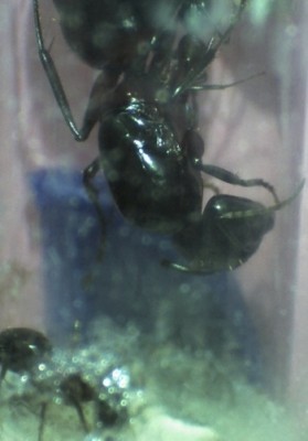 16 11.06.2011 d Nesteinblicke 4.jpg