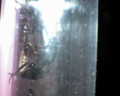 17 13.06.2011 a neue Arbeiterin 1.jpg