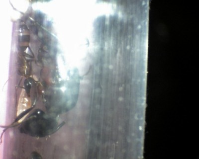 17 13.06.2011 b neue Arbeiterin 2.jpg