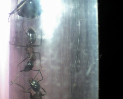 17 13.06.2011 d alte Arbeiterinnen 2.jpg