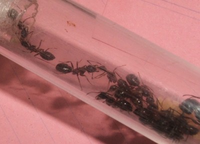 22 23.08.2011 i Fütterung im Nest 1.JPG