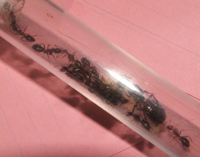 22 23.08.2011 j Fütterung im Nest 2.JPG