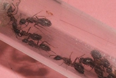 22 23.08.2011 k Fütterung im Nest 3.JPG