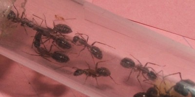 22 23.08.2011 l Fütterung im Nest 4.JPG